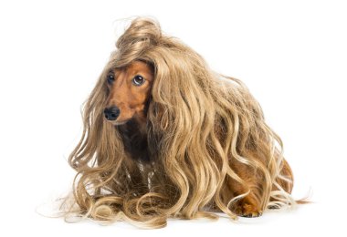 Beyaz arka plan sarı peruk takmış dachshund, 4 yaşında