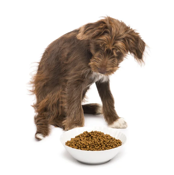 Crossbreed, 5 meses, sentado atrás de uma tigela cheia de comida de cão contra fundo branco — Fotografia de Stock