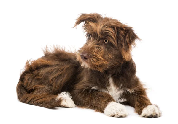 Crossbreed, 5 months old, lying and looking left against white background — Stock Photo, Image