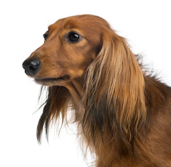 Close-up de um Dachshund, 4 anos, contra fundo branco — Fotografia de Stock