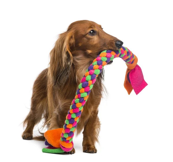 Dachshund, 4 anos, segurando um brinquedo de cachorro na boca contra fundo branco — Fotografia de Stock