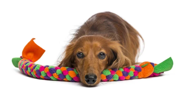 Dackel, 4 Jahre alt, liegt auf Hundespielzeug vor weißem Hintergrund — Stockfoto