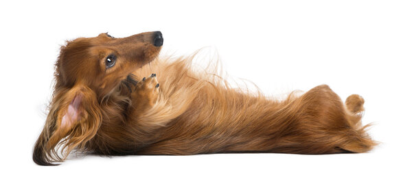 Dachshund, 4 года, лежит на спине против белого backgrou
