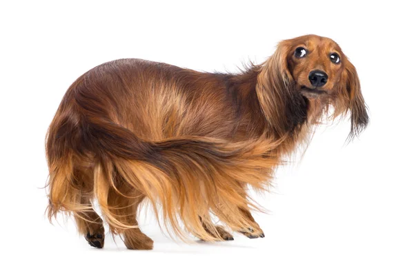 Dachshund, 4 years old, walking and looking back against white background — Stock Photo, Image