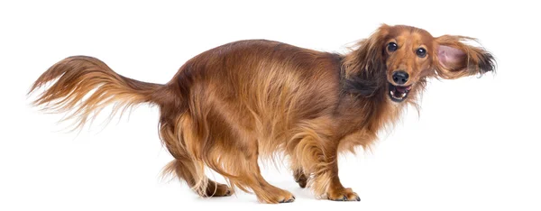 Dachshund, 4 years old, walking and looking at camera against white background — Stock Photo, Image