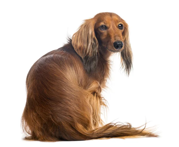 Vista trasera de un Dachshund, 4 años, sentado y mirando hacia atrás sobre fondo blanco —  Fotos de Stock