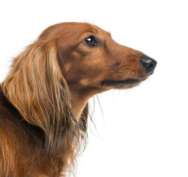 Close-up of a Dachshund, 4 years old, against white background — Stock Photo, Image