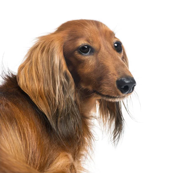 Close-up of a Dachshund, 4 years old, against white background — Stock Photo, Image