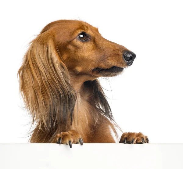 Dachshund, 4 years old, leaning on a white plank and looking right against white background — Stock Photo, Image