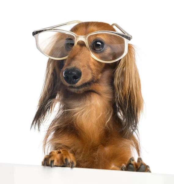 Dachshund, 4 ans, penché sur une planche blanche et portant des lunettes sur fond blanc — Photo