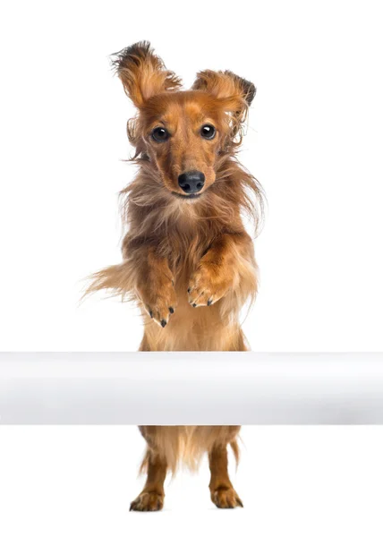 Dachshund, 4 anos, pulando sobre tubo branco contra fundo branco — Fotografia de Stock