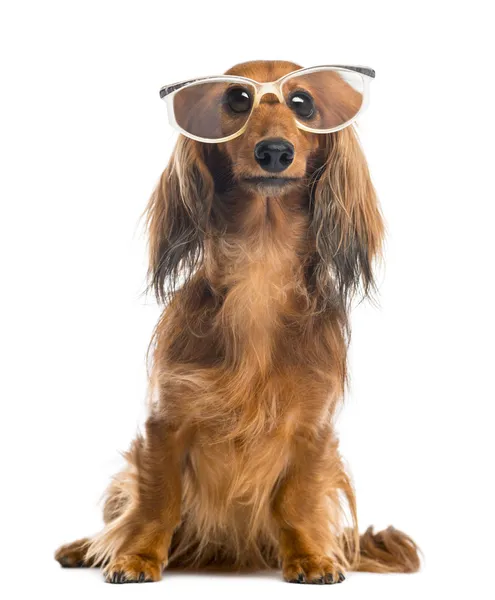 Dachshund, 4 years old, sitting, wearing glasses and looking at camera against white background — Zdjęcie stockowe