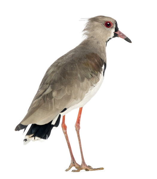 Pied Plover, Vanellus cayanus, also known as the Pied Lapwing against white background