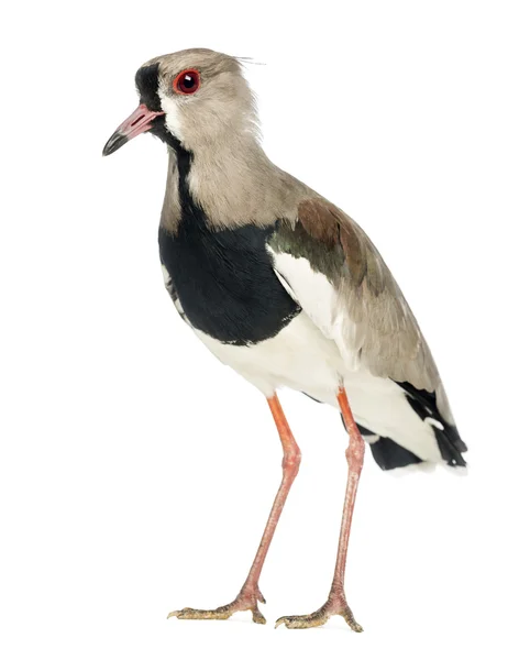 Pied Plover, Vanellus cayanus, also known as the Pied Lapwing against white background — Stock Photo, Image