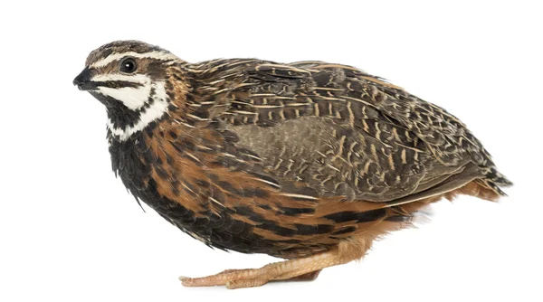 Kvinnliga harlequin quail, coturnix delegorguei, med näbben brutit mot vit bakgrund — Stockfoto