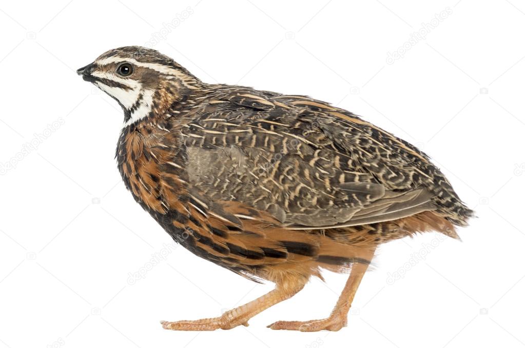 Female Harlequin Quail, Coturnix delegorguei, with its beak broken