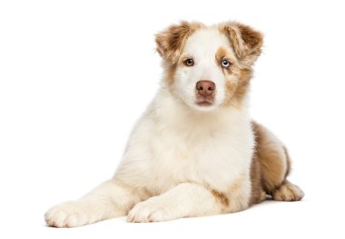 Avustralyalı çoban köpek yavrusu, 3.5 ay yaşlı, yalan ve beyaz arka plan kamera bakıyor