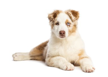 Avustralyalı çoban köpek yavrusu, 3.5 ay yaşlı, yalan ve beyaz arka plan kamera bakıyor