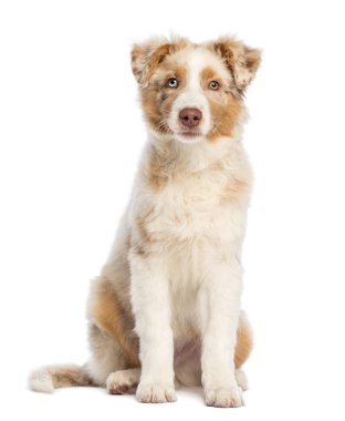 Avustralyalı çoban köpek yavrusu, 3.5 ay yaşlı, oturma ve beyaz arka plan kamera bakıyor
