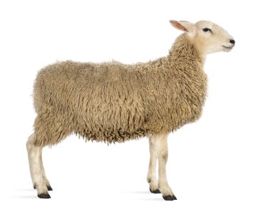 Side view of a Sheep against white background clipart