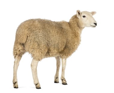 Rear view of a Sheep looking away against white background clipart