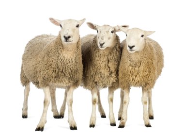 Three Sheep against white background clipart