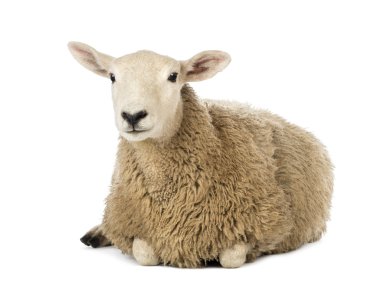 Sheep lying against white background clipart