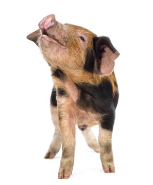 Oxford piglet, kumlu ve siyah karşı arıyorsunuz 9 haftalık arka plan beyaz.