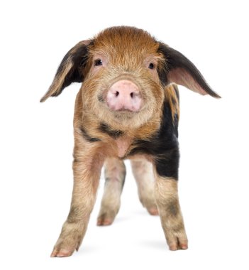 kamerayı beyaz bir arka plana dayanır bakarak oxford kumlu ve siyah piglet, 9 hafta yaşlı,