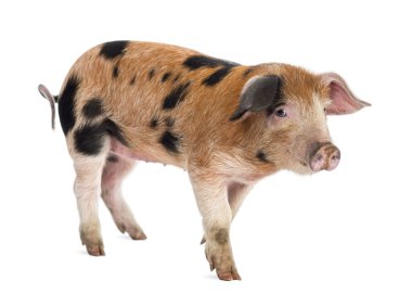 uzakta beyaz arka planı arıyorum oxford kumlu ve siyah piglet, 9 hafta yaşlı,