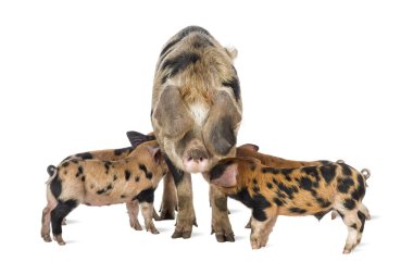 Oxford Sandy and Black piglets, 9 weeks old, suckling sow against white background clipart