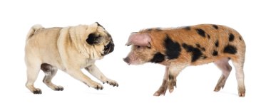 Oxford kumlu ve siyah piglet, 9 hafta yaşlı, hem de bir beyaz arka plan ile oynarken