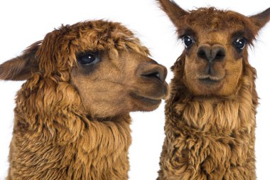 Close-up of Two Alpacas against white background clipart