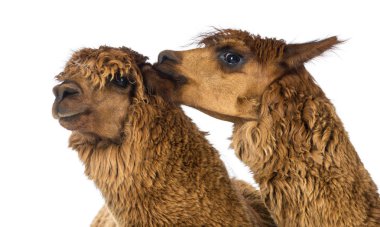 Alpaca biting another Alpaca's ear against white background clipart