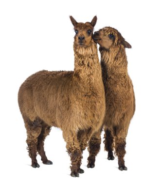 Alpaca whispering at another Alpaca's ear against white background clipart