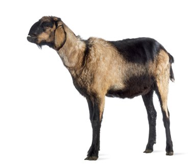 Anglo-Nubian goat with a distorted jaw, looking up against white background clipart
