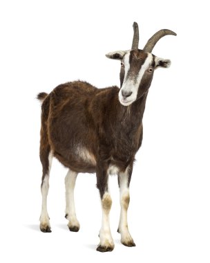 Toggenburg goat against white background clipart