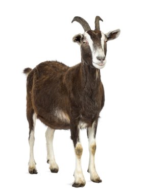 Toggenburg goat looking away against white background clipart