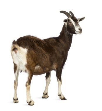 Rear view of a Toggenburg goat looking away against white background clipart