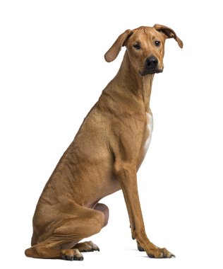 Rodezya ridgeback oturma ve beyaz arka plan kamera bakıyor