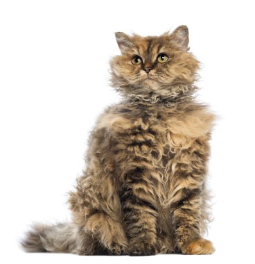 Selkirk rex, 5 ay eski, oturma ve beyaz arka plan karşı arıyorsunuz