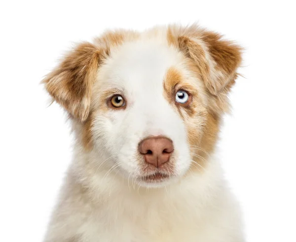 Nahaufnahme eines australischen Schäferhundes, 3,5 Monate alt, der vor weißem Hintergrund in die Kamera blickt — Stockfoto