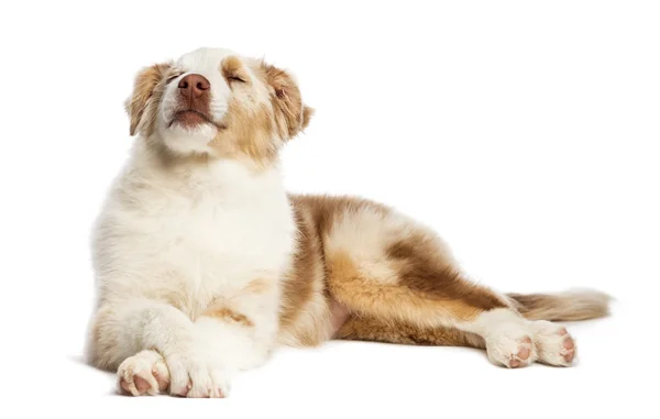Australian Shepherd puppy, 3.5 months old, lying with eyes closed against white background — Stock Photo, Image