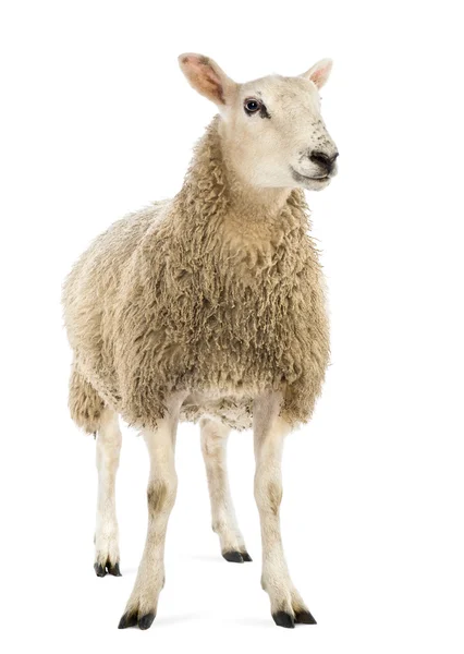 Овцы на белом фоне — стоковое фото