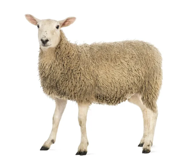 Zijaanzicht van een schaap kijken camera tegen witte achtergrond — Stockfoto