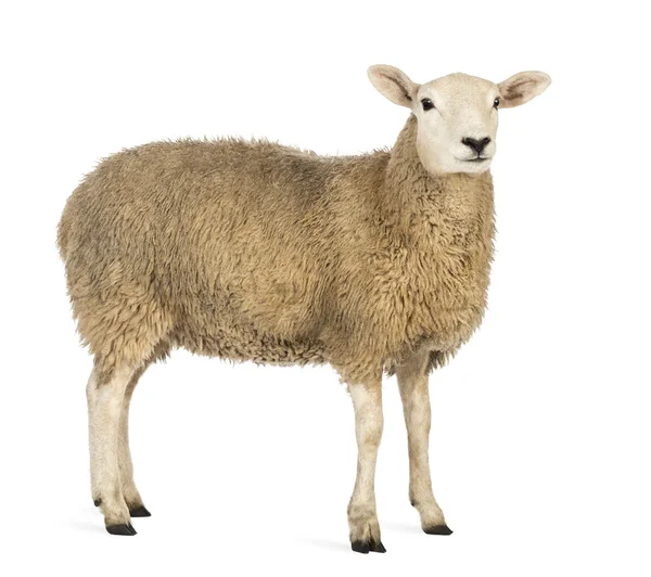 Zijaanzicht van een schaap op zoek weg tegen witte achtergrond — Stockfoto