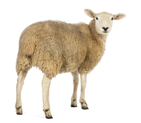 Visão traseira de uma ovelha olhando para trás contra o fundo branco — Fotografia de Stock