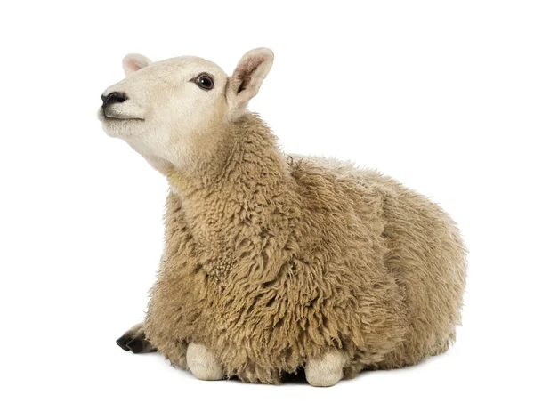 Schapen liegen en op zoek tegen witte achtergrond — Stockfoto