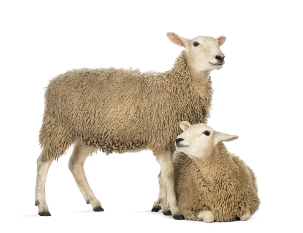 Sheep lying in front of another standing against white background — Stock Photo, Image
