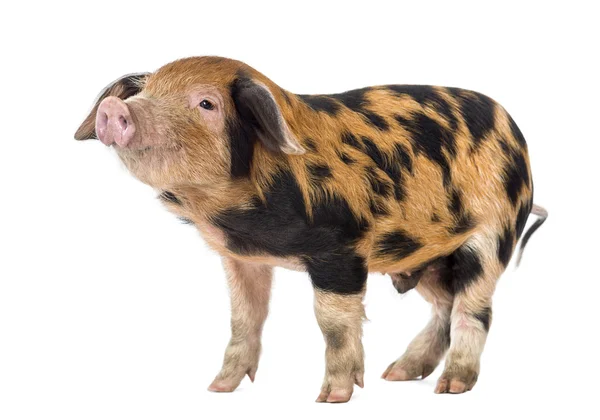 옥스포드 샌 디와 검은 돼지, 9 주 오래 된, 흰색 배경에 대해 — 스톡 사진